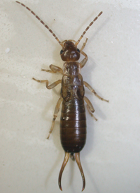 Forficula auriculata